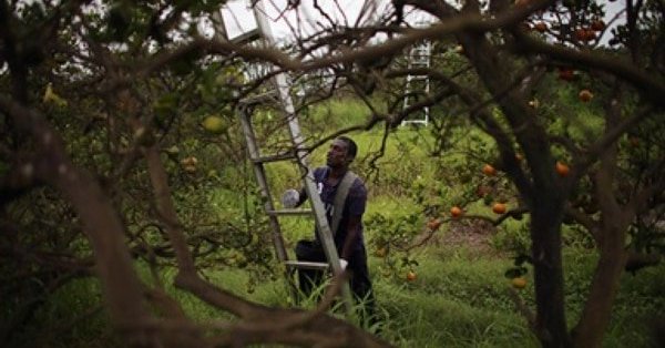 #Geneticists Enlist Engineered #Virus &amp; #CRISPR to Battle #CitrusDisease >> ow.ly/AeyA30bONvS <a href="/sciam/">Scientific American</a> #PlantDisease #PlantPathology