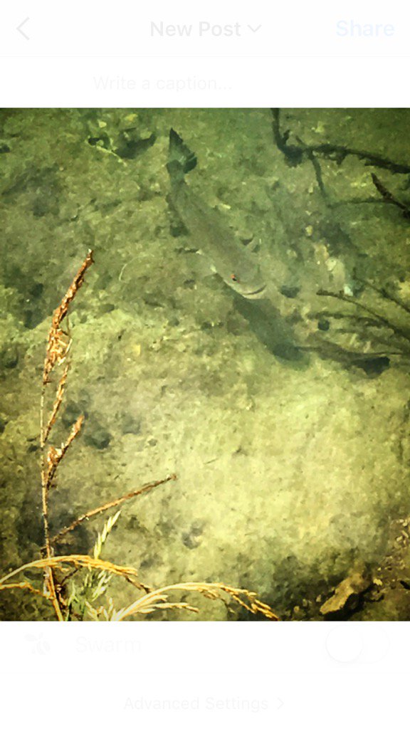 Brewer Lab tweet media