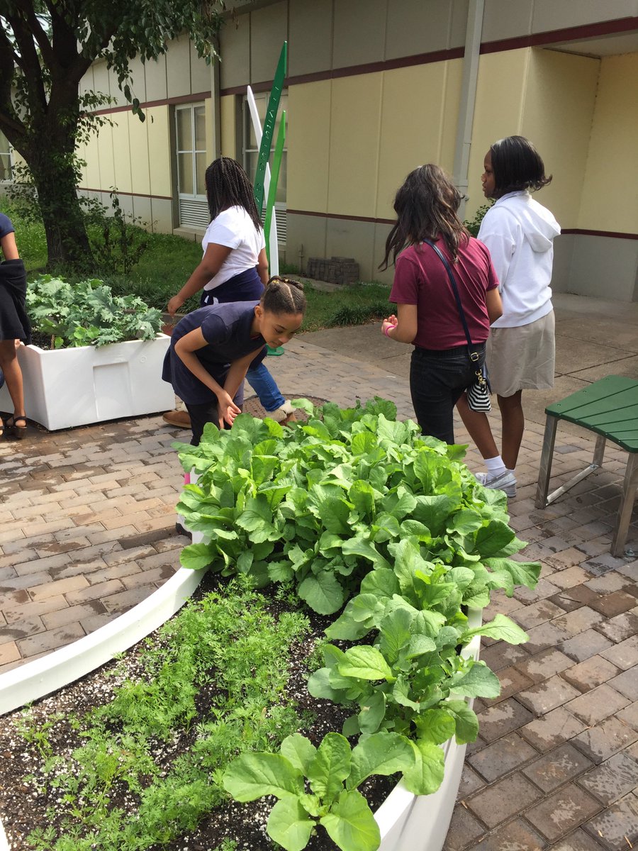 CmDiezi's tweet photo. First harvest from the garden https://t.co/Je6g0vOMGn