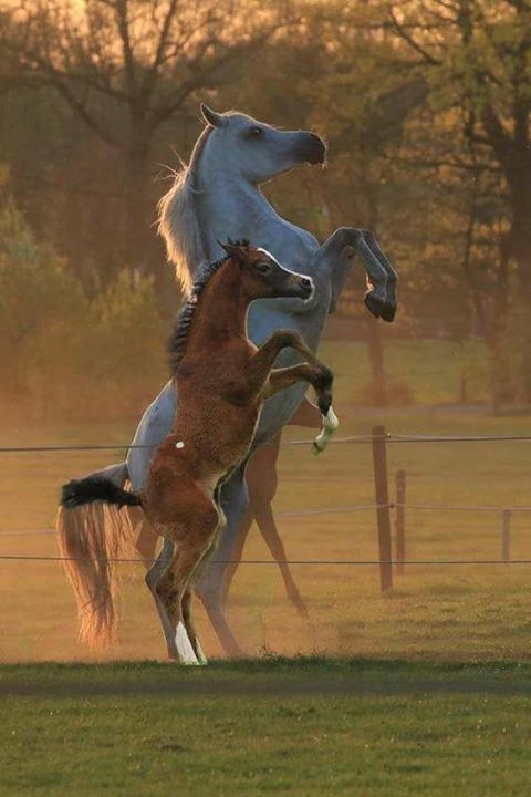 stevekrohn's tweet photo. Awe, like momma like son... or filly. 
Never saw mare and foal rear up side by side like that. 
Little one is trying so hard! https://t.co/EVqlMji1p0