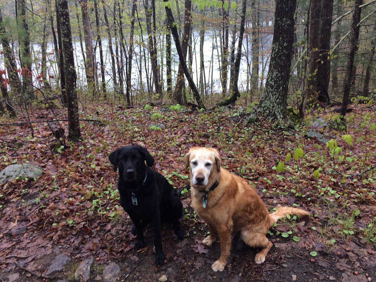 kewittmer's tweet photo. @mattwbaker I don't have cats, so you get a pic of my two retrievers... https://t.co/XKKxhimCkA