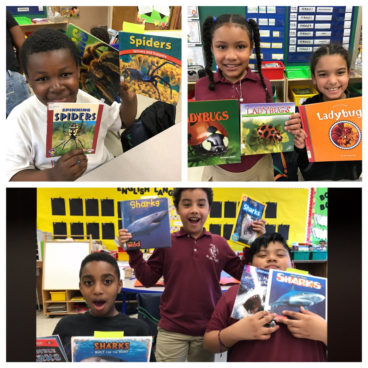 Today we were so excited to choose a new animal to study for the next part of our unit! #researchclubs #76Q 🕷🐞🐸🐒