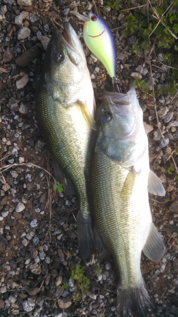 jason_may1's tweet image. Caught my 1st and 2nd double ever back to back cast on Wheeler lake