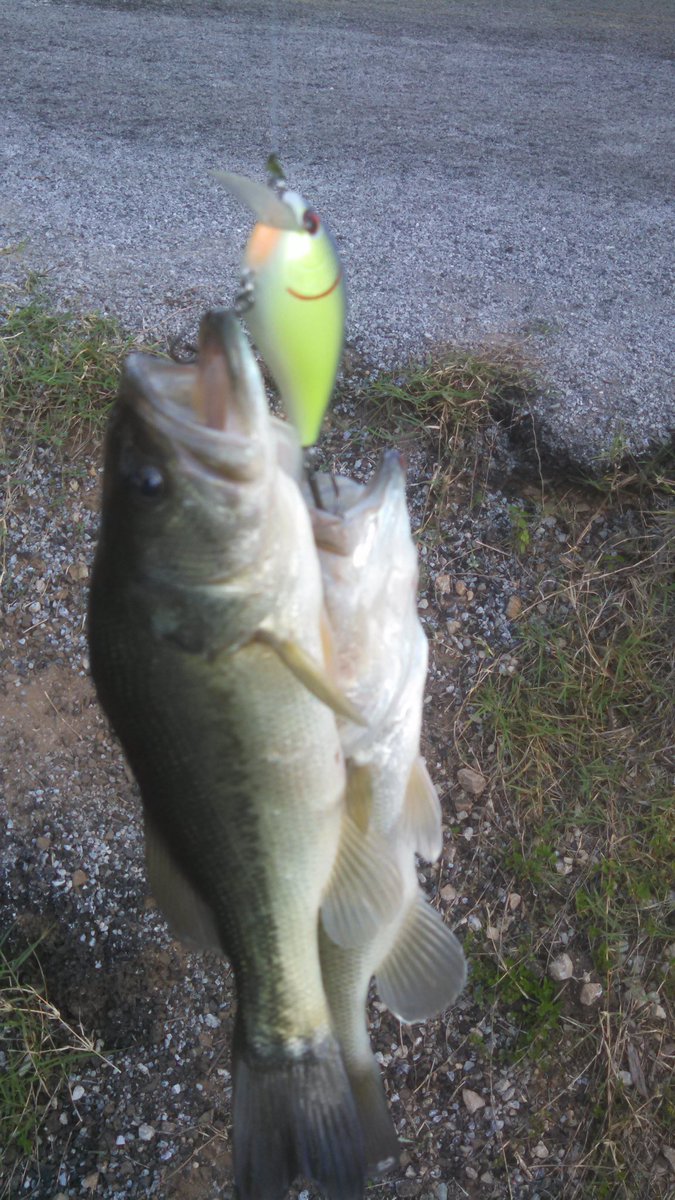 jason_may1's tweet image. Caught my 1st and 2nd double ever back to back cast on Wheeler lake
