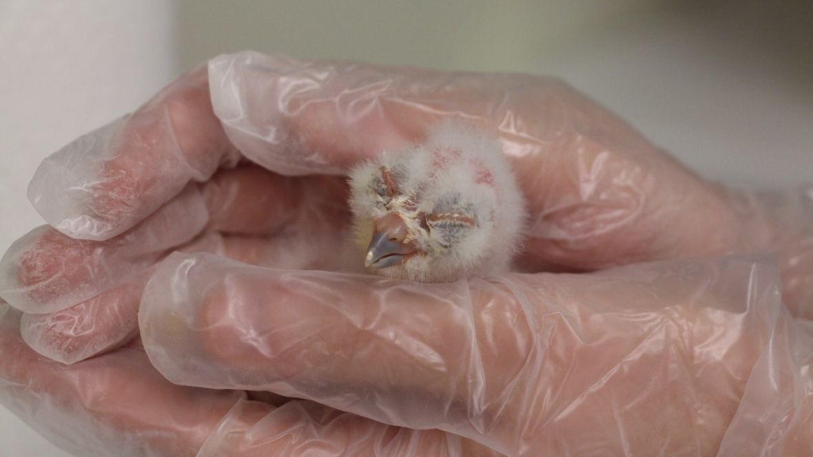 CBC British Columbia tweet media