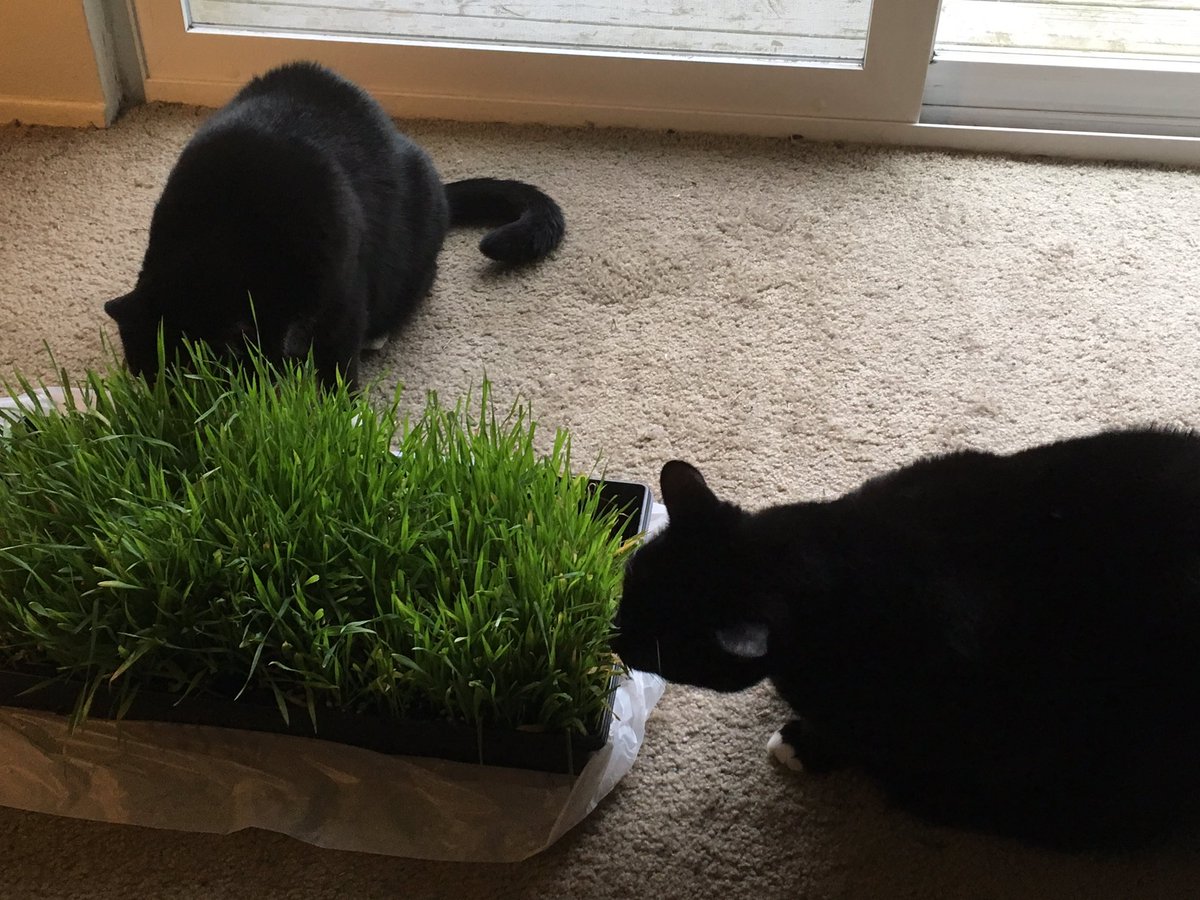 RileyTuxedo's tweet photo. We have indoor grass https://t.co/usoPcdwHM5