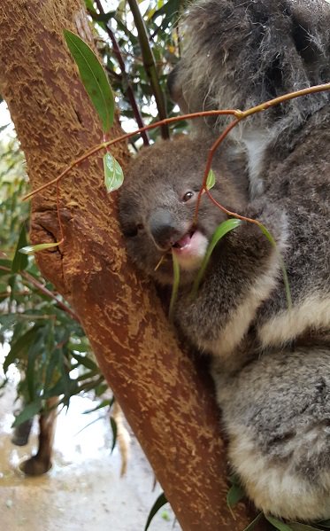ZoosVictoria's tweet photo. Koala joey flashback! This is beautiful Merri the #koala having a cuddle with mum #HealesvilleSanctuary https://t.co/wiROAWl3Jk