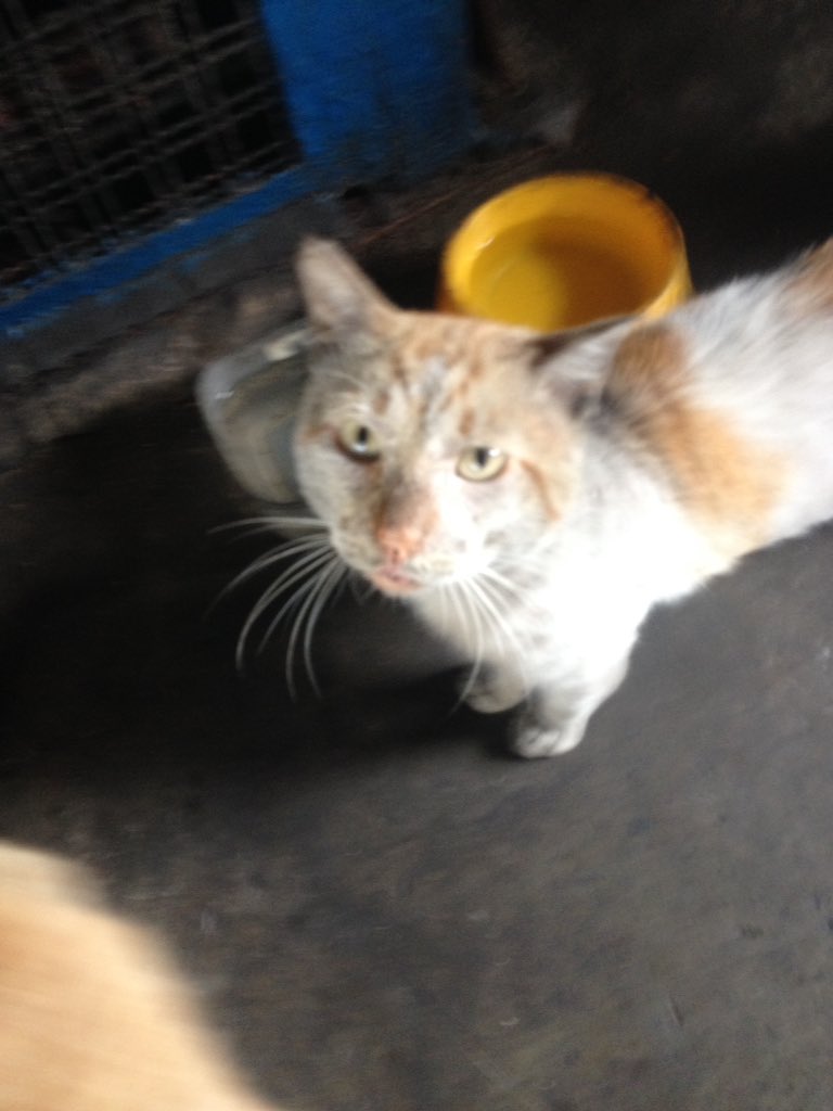 MASCOTASDECALLE tweet picture