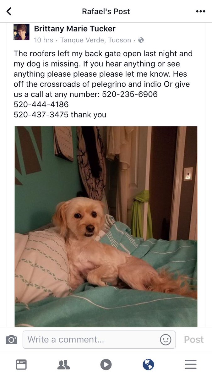 samram411's tweet image. Please help find him 💞 @whatsuptucson