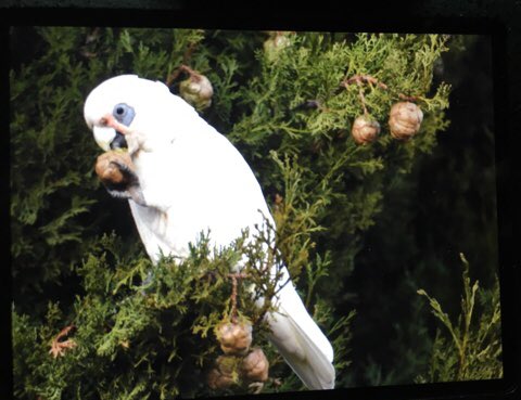 とりぞう とりぞう豪鳥あるき アカビタイムジオウム Little Corella クリスマスツリーのオーナメント拡大図 笑 メルボルンではテンジクバタンの群れと一緒に行動したりしていました 昔シドニーの都会ど真ん中の公園で見たのですが今回まだ見られず