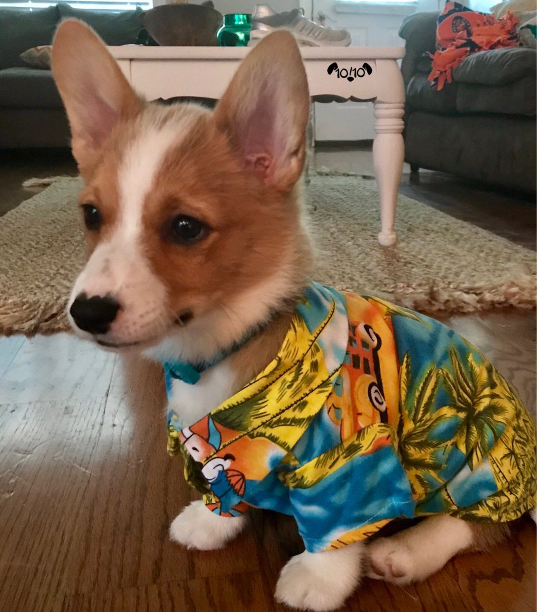 dog in hawaiian shirt