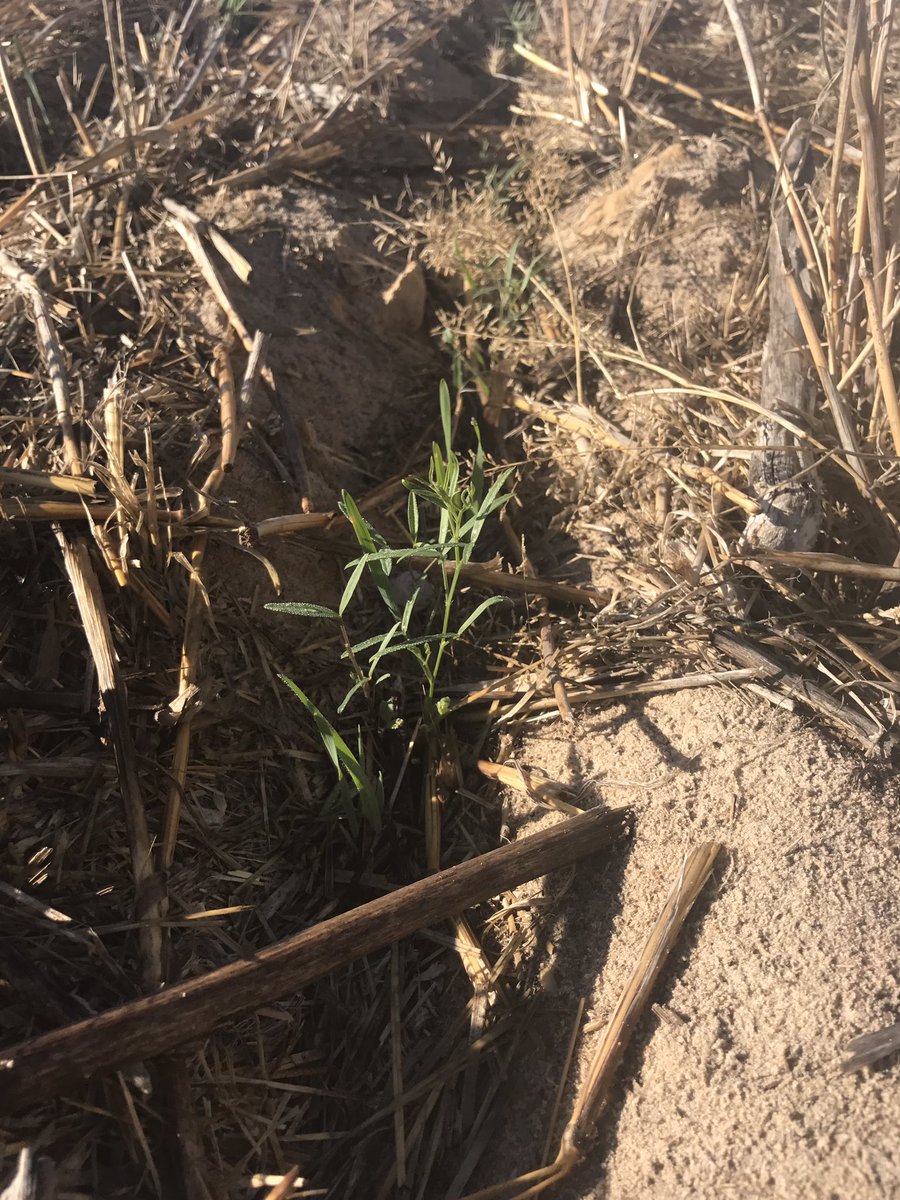 Dylon Kay tweet media