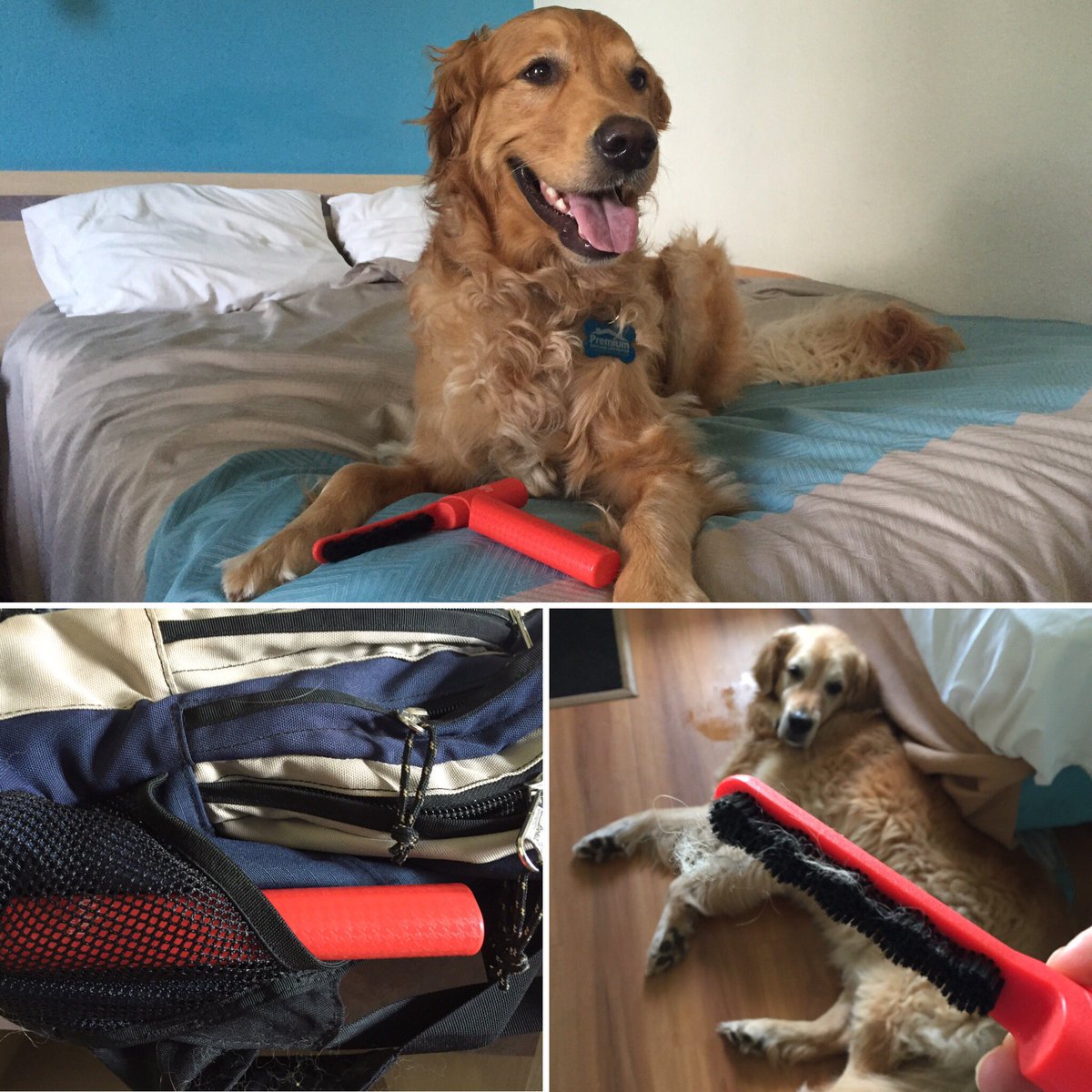 MyDogLikes's tweet photo. Dog hair a problem when traveling? @LillyBrushCo Be Forever Furless brush saves us from paying expensive cleaning fees! #mydoglikesamerica https://t.co/DSuV6qsUcx