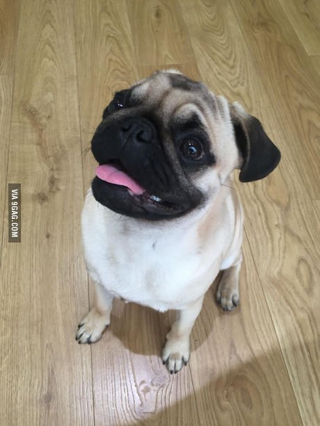 Perritos_Tw's tweet photo. Esta es la mirada que todos los dueños de perros recibimos cuando estamos comiendo https://t.co/f6NDRot2yh