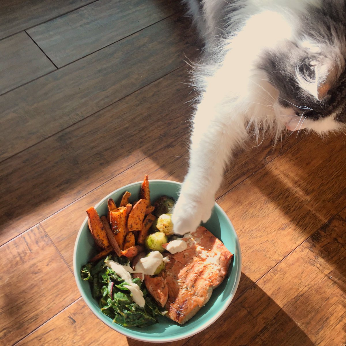 RoxTonesUp's tweet photo. Sharing my Buddha bowl from the @ToneItUp plan with my #accountabilitykitty 🐱 Sharing is caring, right? 💛 #TIUBIKINISERIES #tiuplan #tiuteam https://t.co/ZUP8JFeNBx