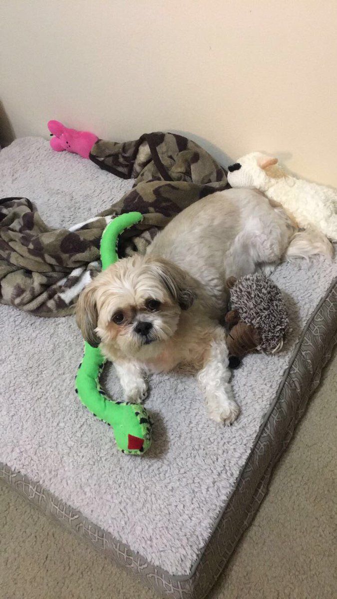 Big bed all to myself! #happydog #shihtzu #DogsofTwitter #doglovers #yass