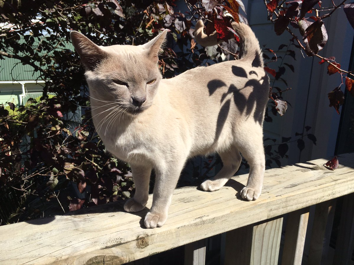 Loki the burmese cat has been missing a week. Pls search properties near Newtown/Berhampore. There is a reward!