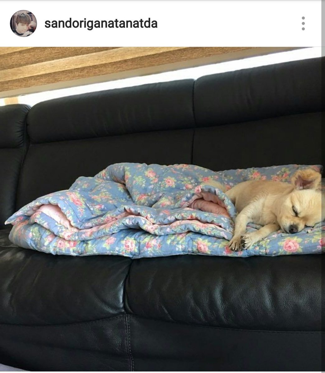 B1A4_UK's tweet photo. [Deulstagram] 1. Uh oh.. 2. zZz.. 3. What! (I didn't fall asleep.) 4. Whatever~Zzzz.. #Mangogram #Sleep #ThisPuppy #SoCute /#B1A4 #Sandeul https://t.co/ynDDyTxhfD