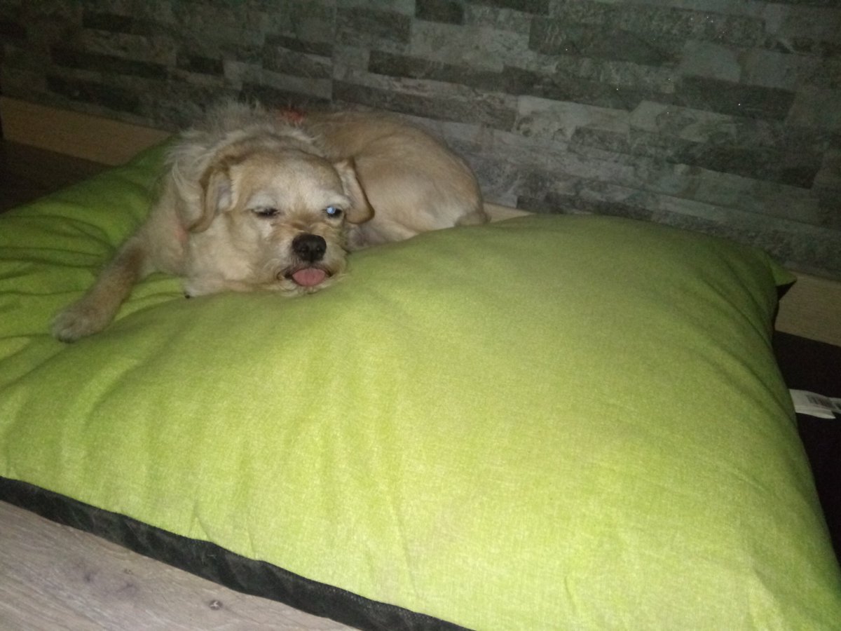 fran25_64's tweet photo. Nosotros mas tranquilos gracias a #effitix de @virbac_es y ellas mas agusto gracias al regalo de @tiendanimal recogido en #alfafar https://t.co/Q5LZ18Wh4F