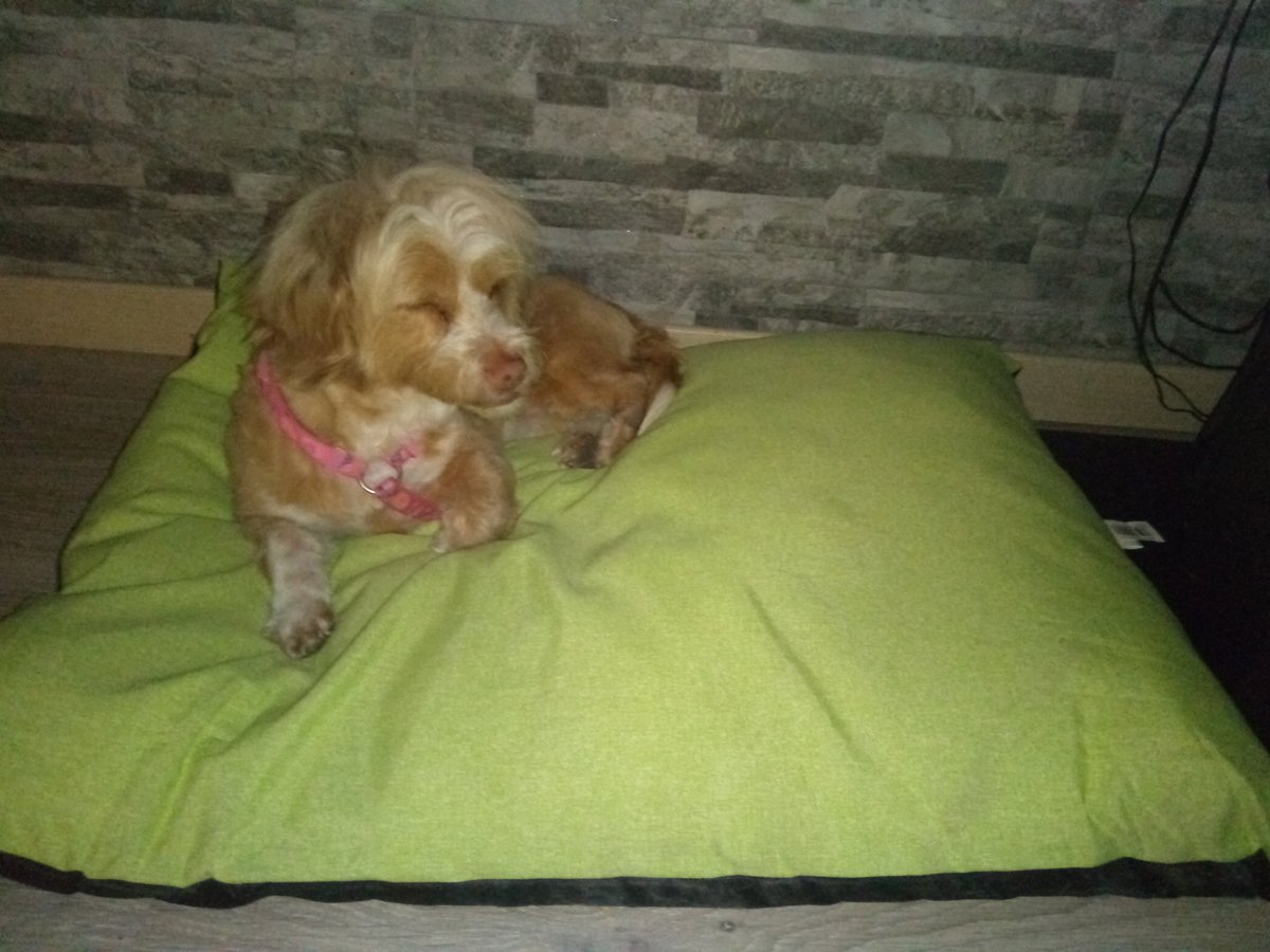 fran25_64's tweet photo. Nosotros mas tranquilos gracias a #effitix de @virbac_es y ellas mas agusto gracias al regalo de @tiendanimal recogido en #alfafar https://t.co/Q5LZ18Wh4F