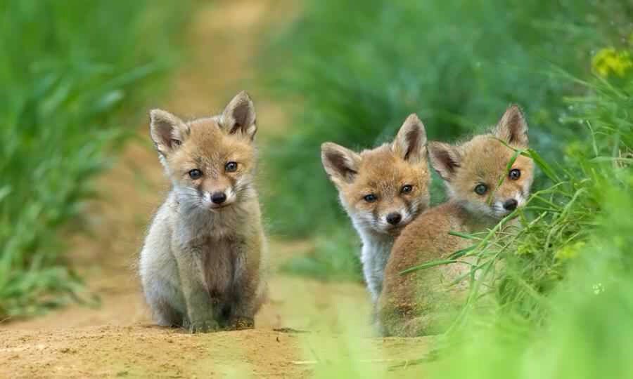 CBTHunting's tweet photo. #foxhunting ban stops Cubs, deer, hares being brutally killed for 'sport'. RT if you want the ban to STAY @LeagueACS https://t.co/f8t9qyKnmO