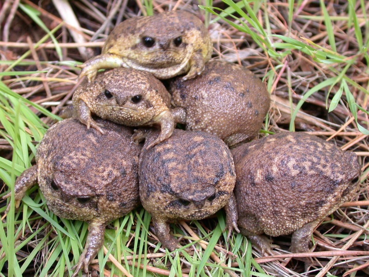 Typical, you spend an hour stacking toads and not one of the miserable sods will smile for the camera. Honestly I don't know why I bother.