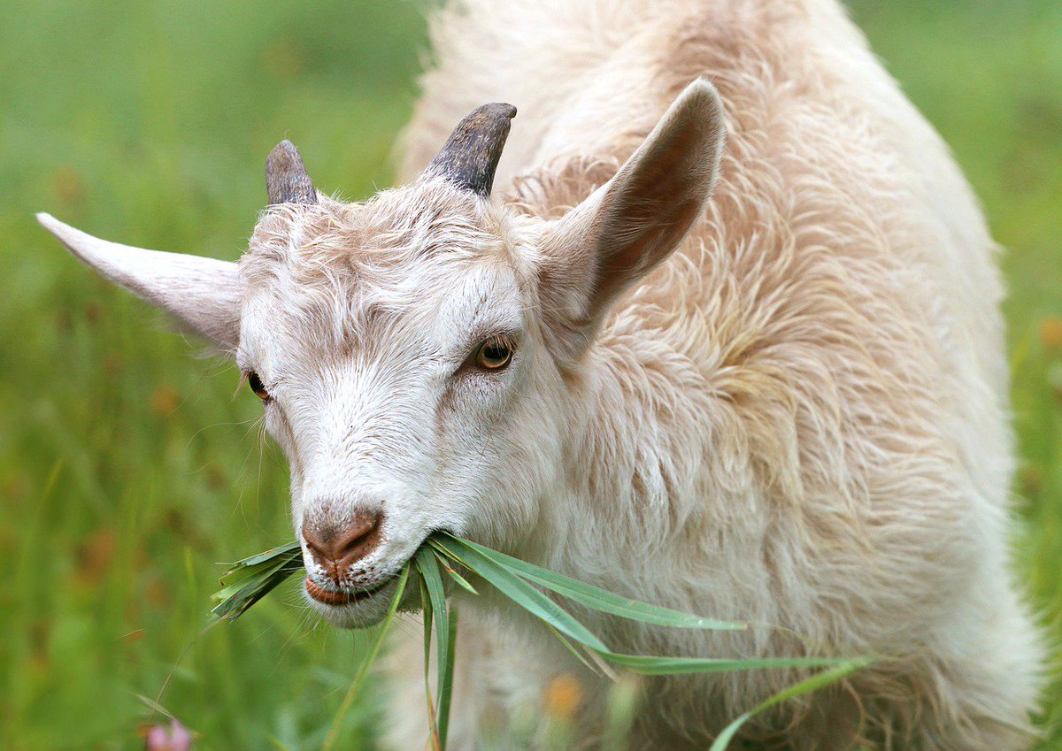 SparklineScore's tweet image. Could your goat-owning clients benefit from goat welfare support and education? bit.ly/2lFAN0K