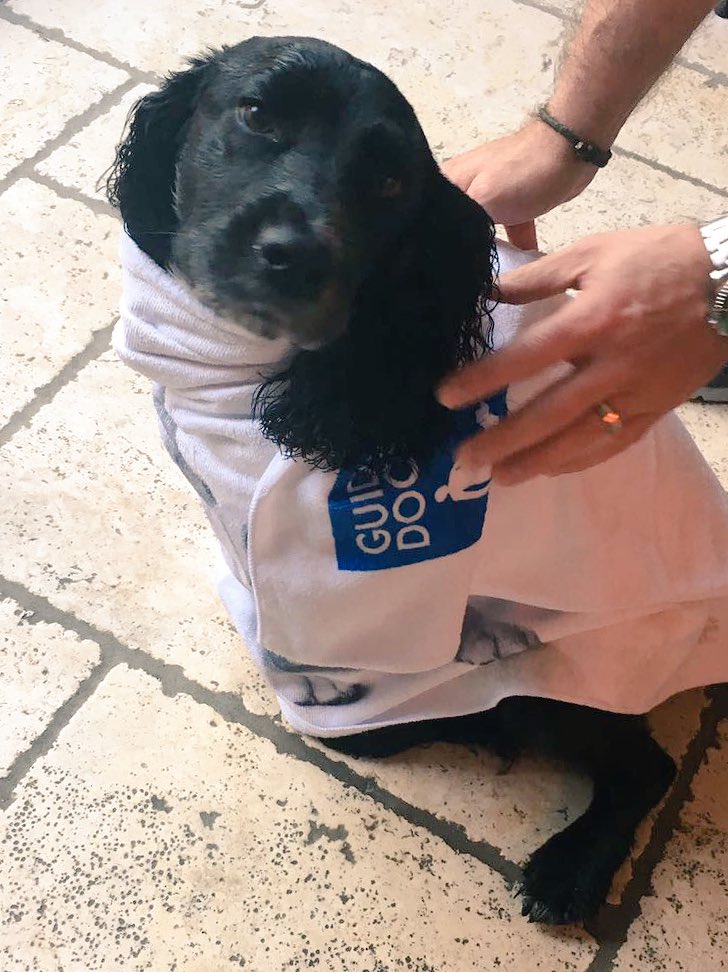 Lemonzestevents's tweet photo. Thanks @guidedogs @Kezalaaa for the goodie bag for Doogie 'The Wonder Dog'! His towel has been put to good use already! #GuideDogAwards https://t.co/LtPdu5xSKN