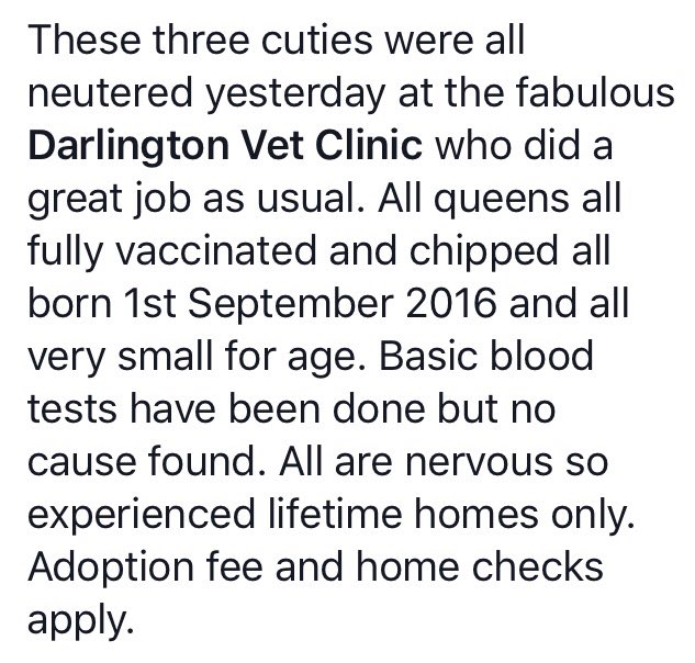 These three cuties were all neutered yesterday @Darlingtonvet who did a great job as usual. Adoption fee and home checks apply.