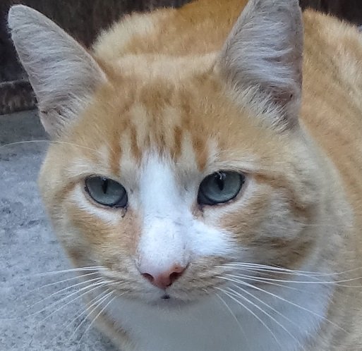 PhotoPets's tweet photo. #FelizJueves Hoy conocemos a dos miembros más de la familia ellos son Jordan y Flaco!!! Gracias @_Sandymark @mascotas https://t.co/MTDjdFtn3I