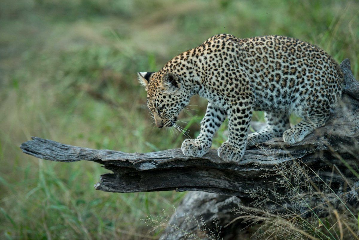 LeopardHills's tweet photo. Exploring Leopard Cub

#Leopard #Explore #Travel #Africa #LeopardHills #luxury 
@SeasonsInAfrica @SouthAfrica 

Image by
@Rontgen_ZA https://t.co/qZoEHQISXW