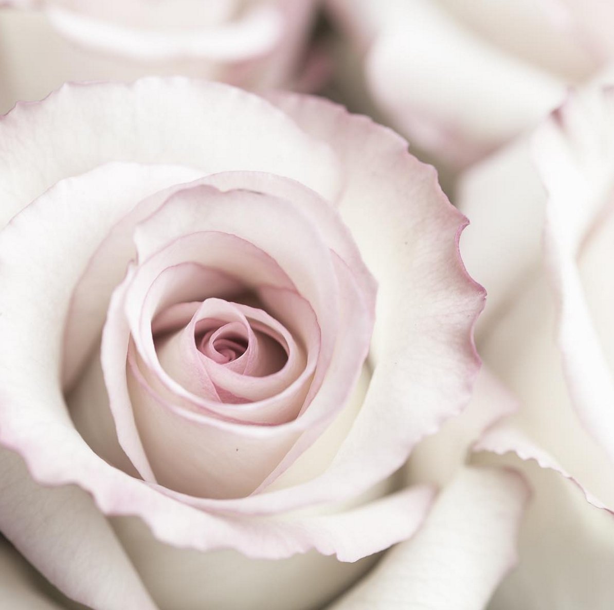 The heady notes of Irish rosebuds drift on the breeze, mingling with fresh citrus and berries in the late afternoon sunshine #dublintearose