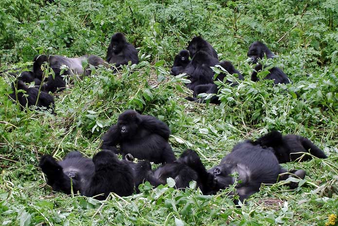 You people are always known that Rwanda is the better place for #Gorillatracking. In #VolcanoesNationalPark you can find 10 gorilla families