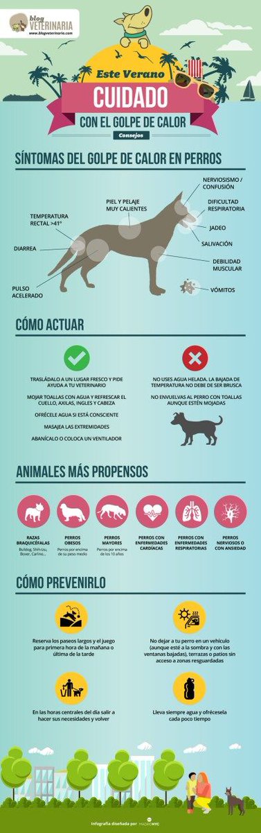PhotoPets's tweet photo. Este verano cuidado con el calor!!!
#mascotas https://t.co/25hEhyTljQ