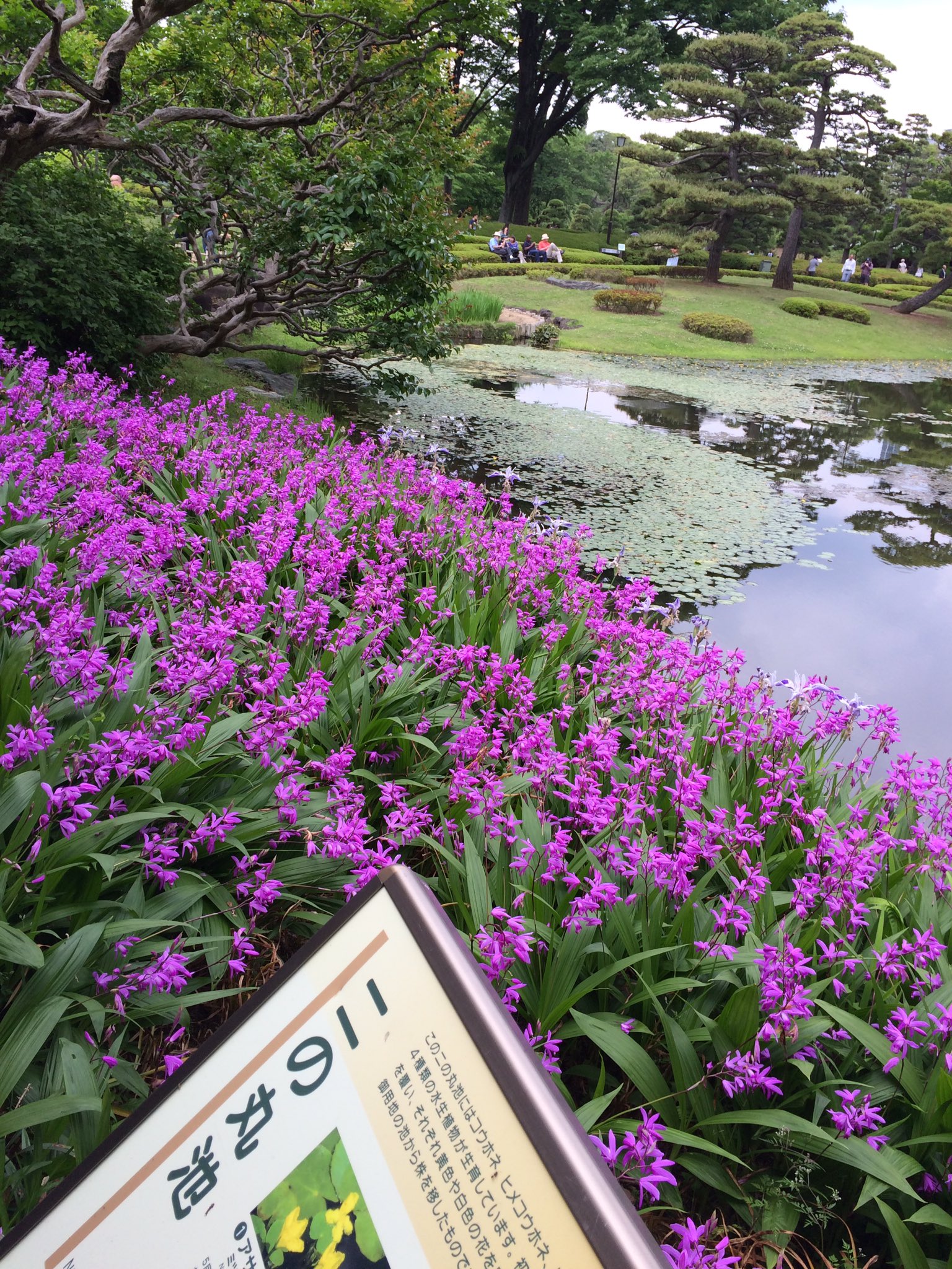 皇居　四季 皇居東御苑の植物 - 宮内庁