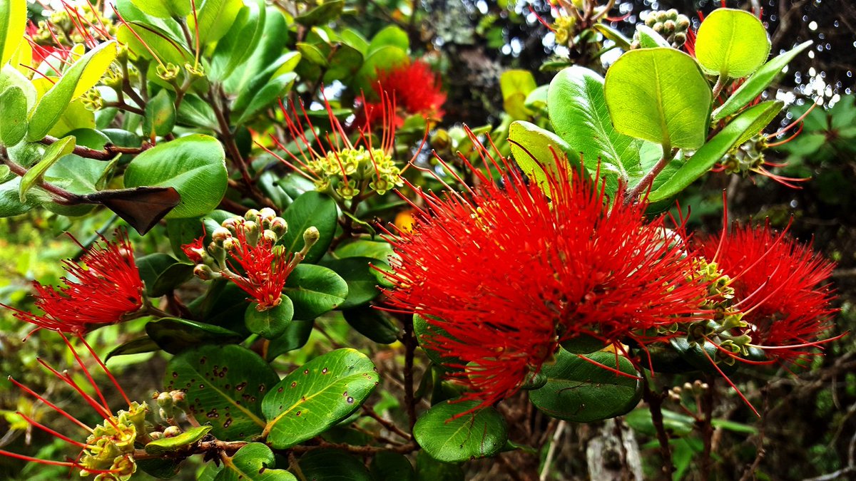 Andrea Westerband (@acwesterband) on Twitter photo Gorgeous Ohia #native #forest #Hawaii Gorgeous Ohia #native #forest #Hawaii