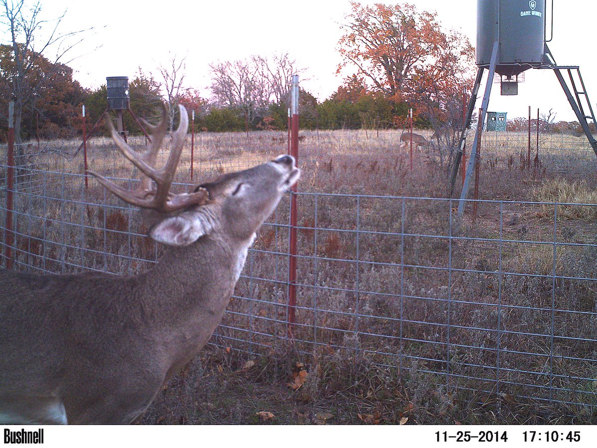 TexasBowHunting's tweet photo. Something smelled good! Date was off on the cam. Photo from last year. https://t.co/7ufJXB0TJZ