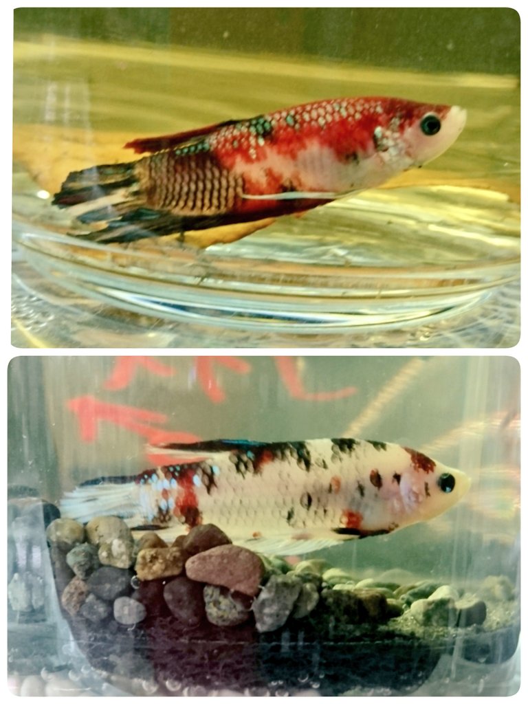 ワンダーランド高尾店 Wanderlandtakao Twitter