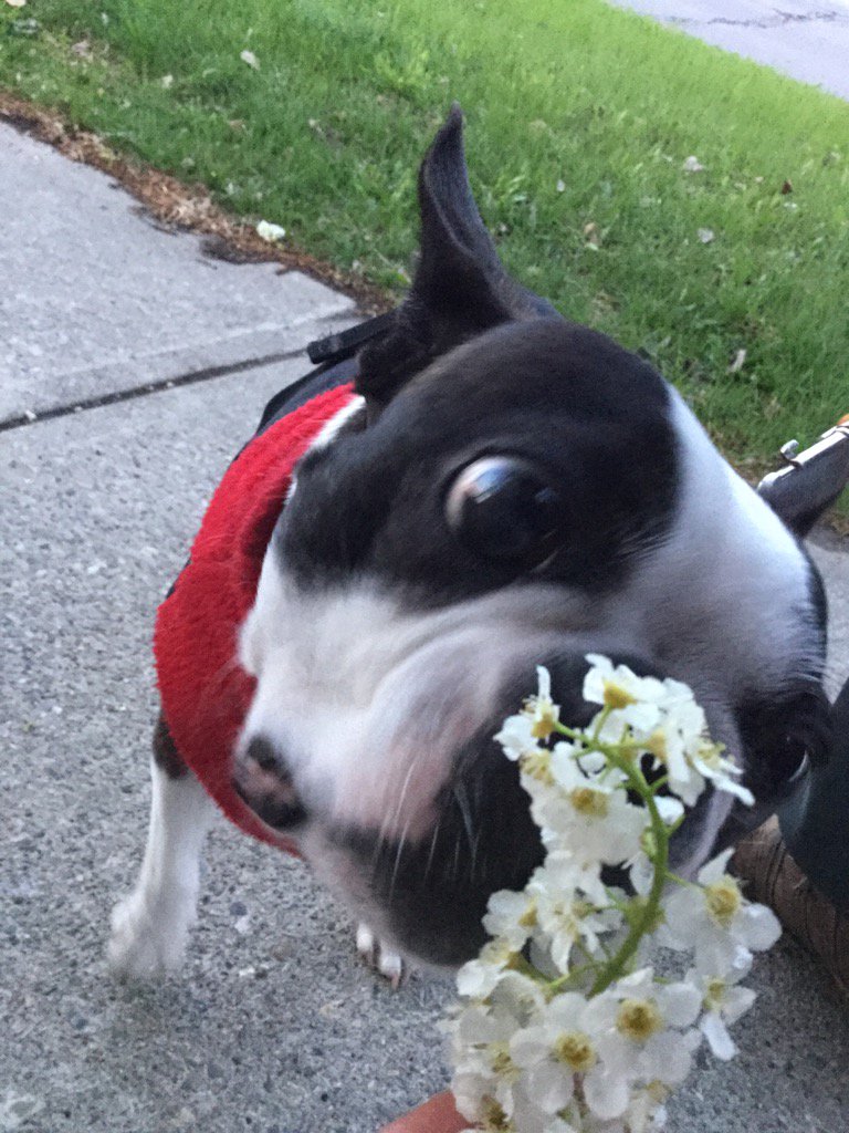 sandbott's tweet image. Lilacs are out! But why is it so dam cold outside?
