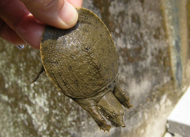 オイカワ丸 En Twitter そういえばこのあいだつぶやいたこのスッポン トゲスッポンではないかという指摘があったのですが スッポンに詳しくないのでよくわかりません 誰か見分け方を教えて下さい T Co 3d3djiey2b Twitter オイカワ丸 En Twitter そういえばこのあいだつぶやいたこのスッポン トゲスッポンではないかという指摘があったのですが スッポンに詳しくないのでよくわかりません 誰か見分け方を教えて下さい T Co 3d3djiey2b Twitter