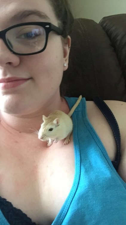 paflingo's tweet photo. lil bit of gerbil lovin on my day off https://t.co/1PEfJz4blC