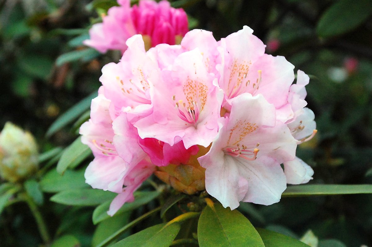 ガーデンナーセリー グリーンスポット Nhk仙台放送局 ひるはぴにて泉ボタニカルガーデン を紹介していただきました ただいまシャクナゲが見頃です バス等公共交通機関はございませんので お越しの際はお車でお出かけください 6月中旬にはバラ 6月下旬