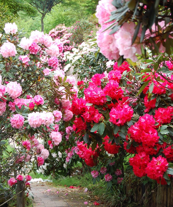 ガーデンナーセリー グリーンスポット Nhk仙台放送局 ひるはぴにて泉ボタニカルガーデン を紹介していただきました ただいまシャクナゲが見頃です バス等公共交通機関はございませんので お越しの際はお車でお出かけください 6月中旬にはバラ 6月下旬