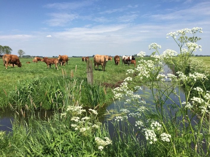 IkBoerGoed heeft opnamen gemaakt ism Gebiedscoöperatie IJsseldelta en Boerenverstand, locatie Kampen e.o. : Boeren leren van boeren.