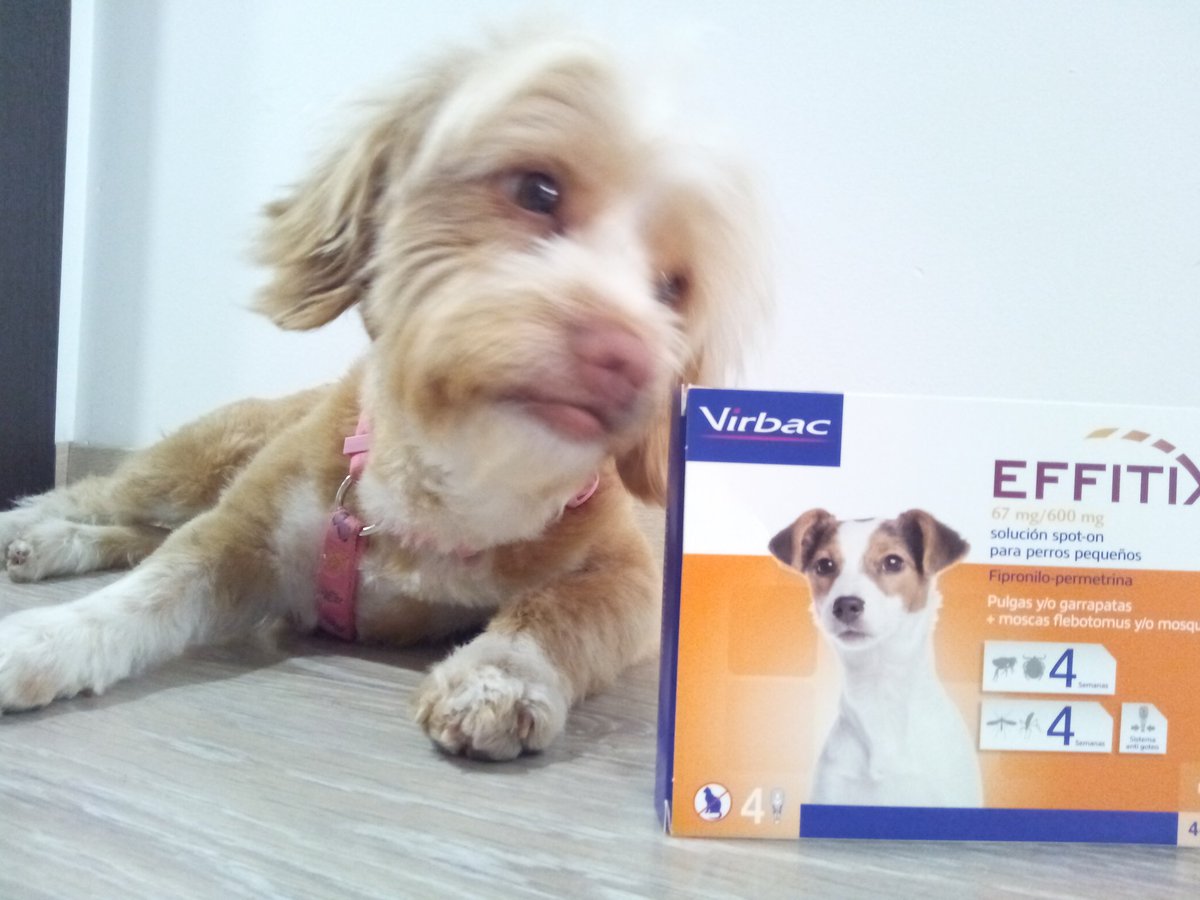fran25_64's tweet photo. Nosotros mas tranquilos gracias a #effitix de @virbac_es y ellas mas agusto gracias al regalo de @tiendanimal recogido en #alfafar https://t.co/Q5LZ18Wh4F