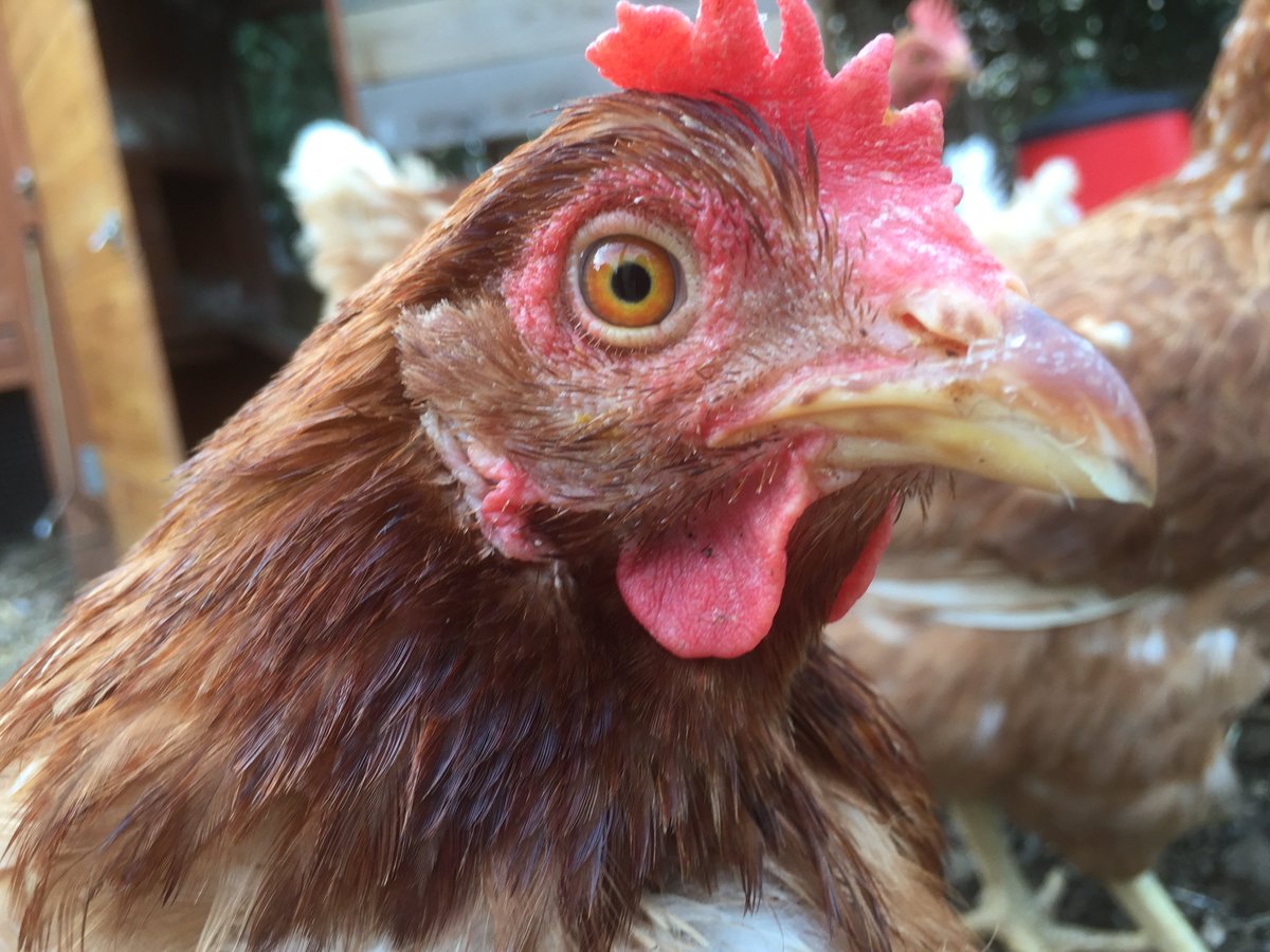 stephvalentin's tweet photo. SUD-EST : 1000 poules à sauver avant l'abattoir. Pour en adopter, inscrivez-vous ici : https://t.co/oxKCfQVHQY https://t.co/zEC1MNHEB5