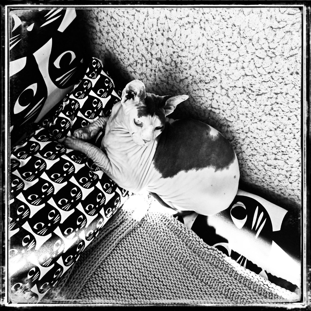 la_gozer's tweet photo. #gozerlagozerienne #gozerthecat #nakedcatsofinstagram #sphynxcat #sphynxcatofinstagram #summeriscoming #hairlesscat https://t.co/M3Vr9Nyncu