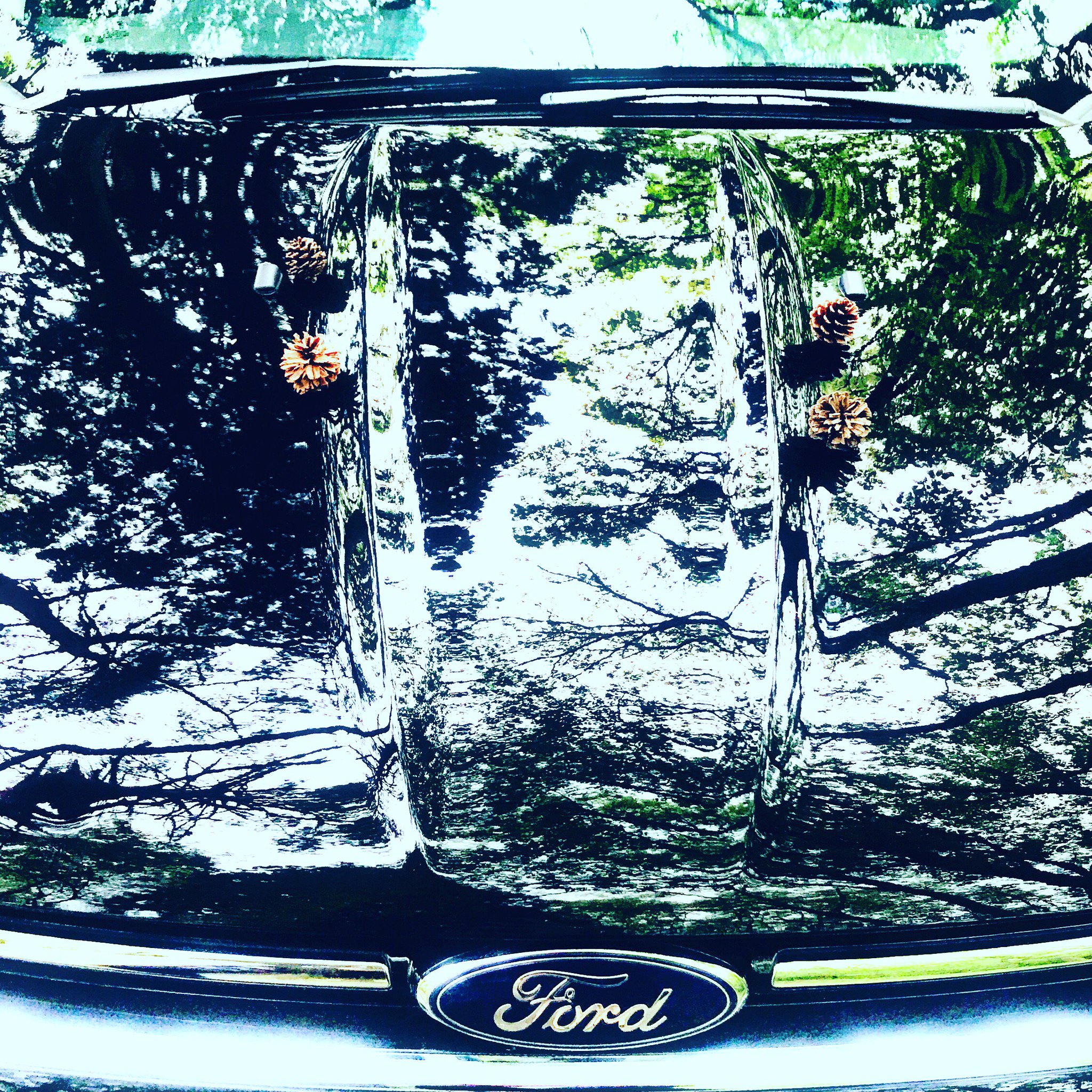 ホウセイ 公式 A Twitter 車が鏡みたい まつぼっくりを探せ Ford フォード Kuga クーガ Car 車 まつぼっくり Mirror ミラー Nature 自然 山の中 ピカピカ