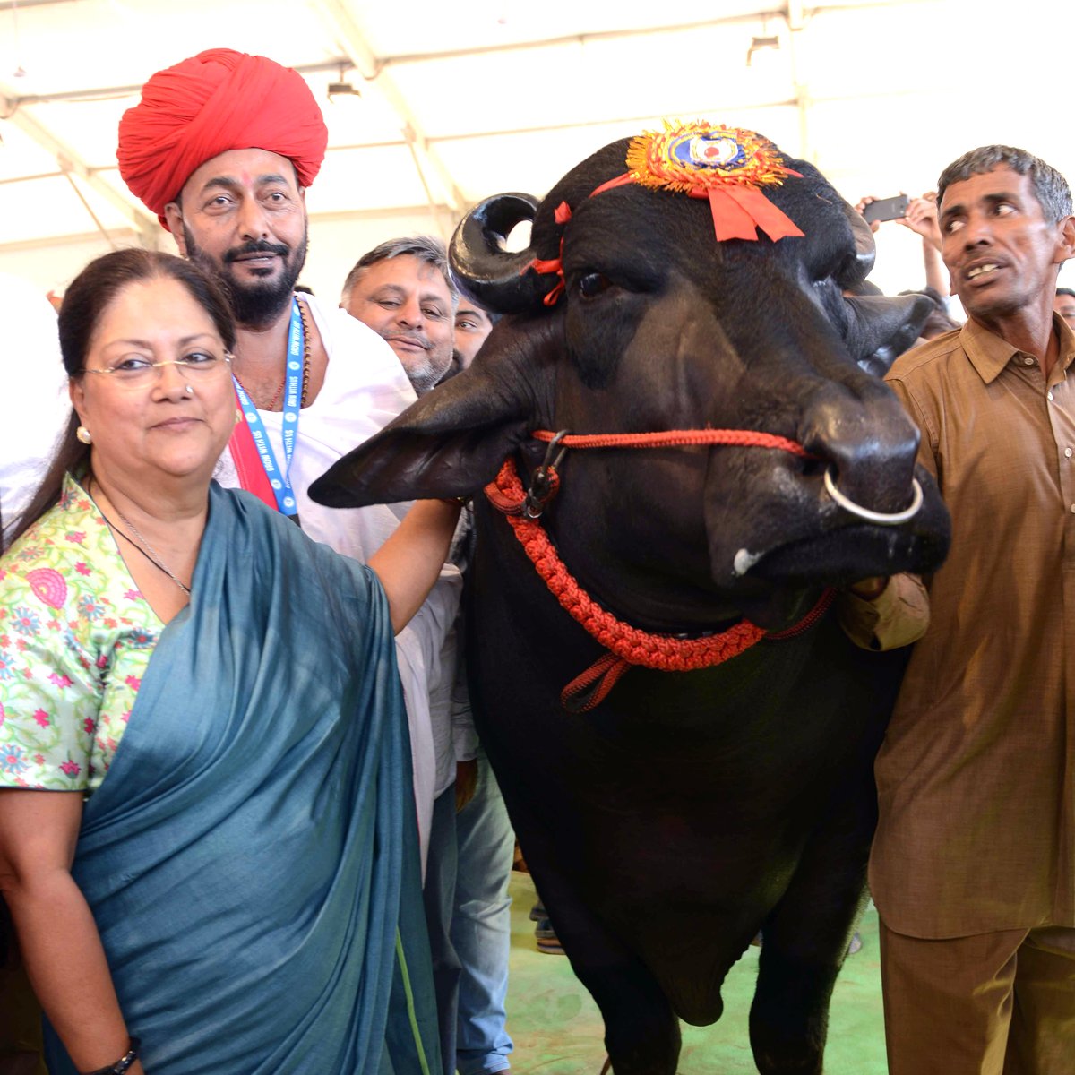 GramRajasthan's tweet image. Show Stopper of #GRAM2016 Yuvraj, a giant 1400 kg bull, that has acquired fame for its size, diet and breeding capacity #ThrowbackThursday