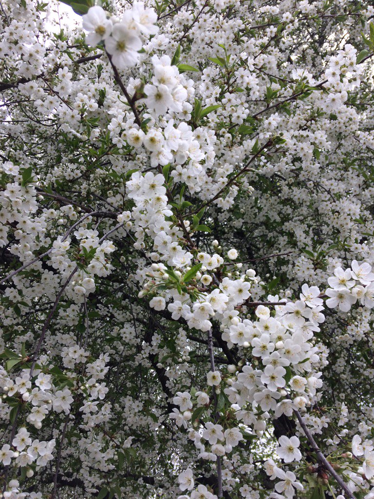 crociangelini's tweet photo. #quandoGuardo gli alberi in fiore spero #cheVenga finalmente la primavera e tutto possa ricominciare #Wilcongiuntivo https://t.co/bWVxiguz1E